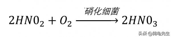 硝化细菌放多了对鱼有害吗