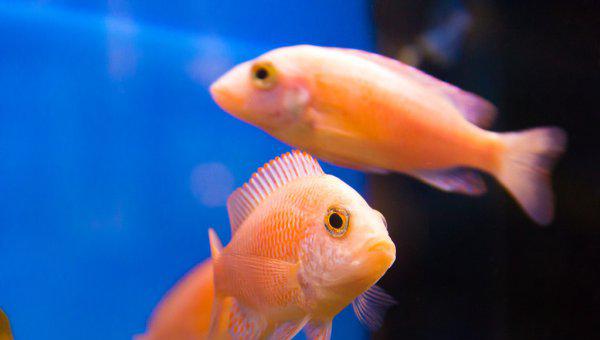 硝化细菌放多了对鱼有害吗