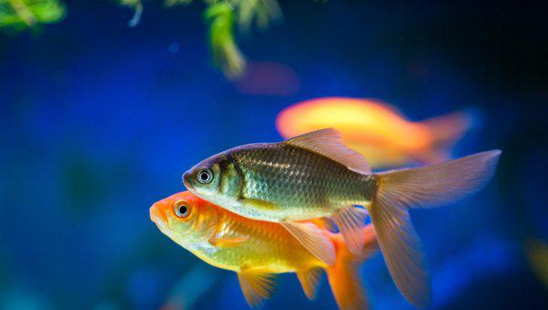 硝化细菌放多了对鱼有害吗