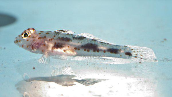 硝化细菌放多了对鱼有害吗