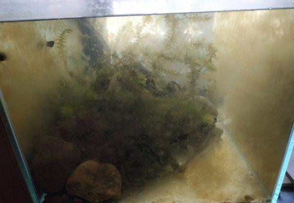 硝化细菌放多了对鱼有害吗