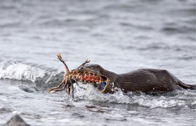 海獭吃什么食物为生 海獭为什么被称为最会吃的动物