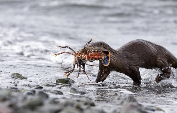 海獭吃什么食物为生