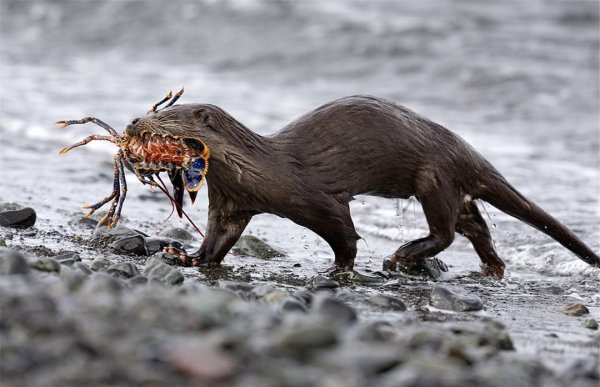 海獭吃什么食物为生