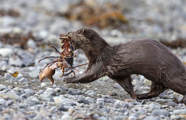 海獭吃什么食物为生