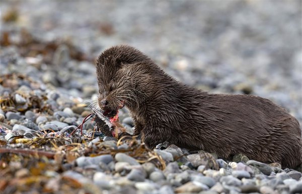 海獭吃什么食物为生