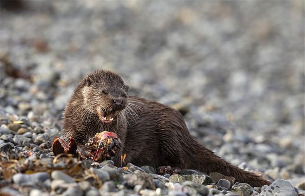 海獭吃什么食物为生