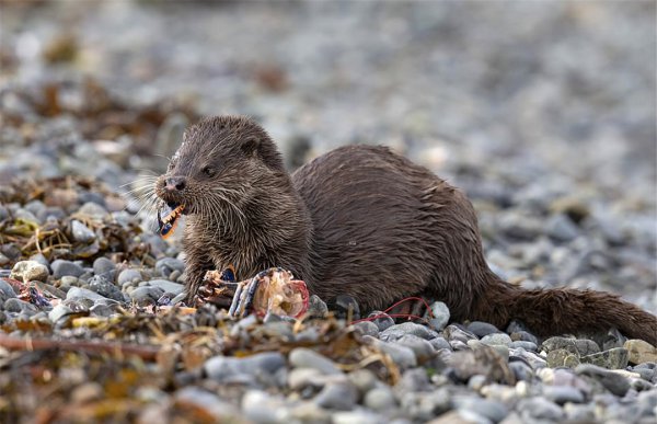 海獭吃什么食物为生