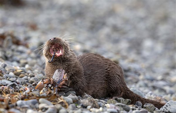 海獭吃什么食物为生