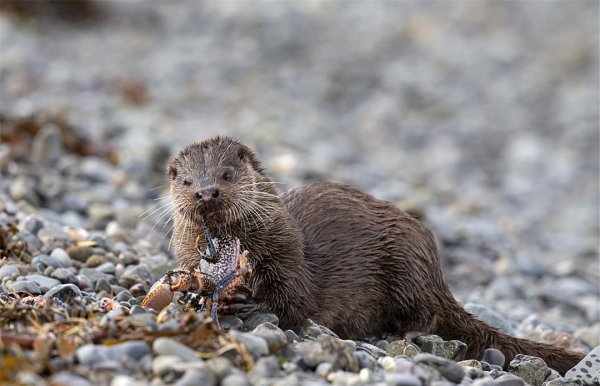 海獭吃什么食物为生