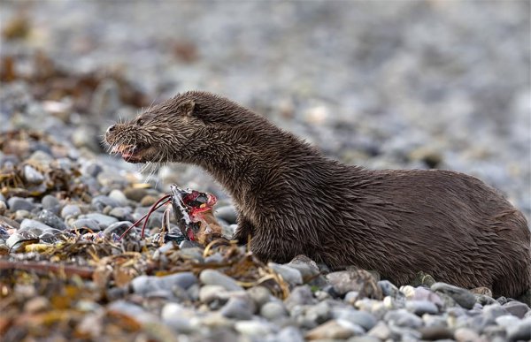 海獭吃什么食物为生