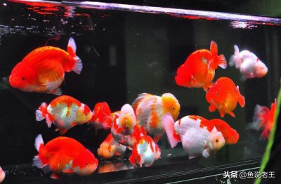 什么原因导致鱼失鳔 大家失鳔的鱼处理多久能恢复