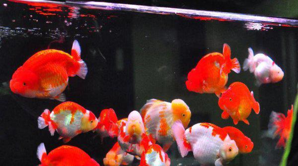 什么原因导致鱼失鳔