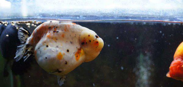 什么原因导致鱼失鳔