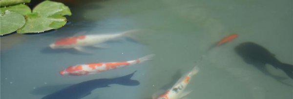 什么原因导致鱼失鳔