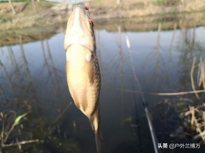 鱼不咬钩是什么原因导致的 钓鱼鱼不咬钩一般是怎么回事