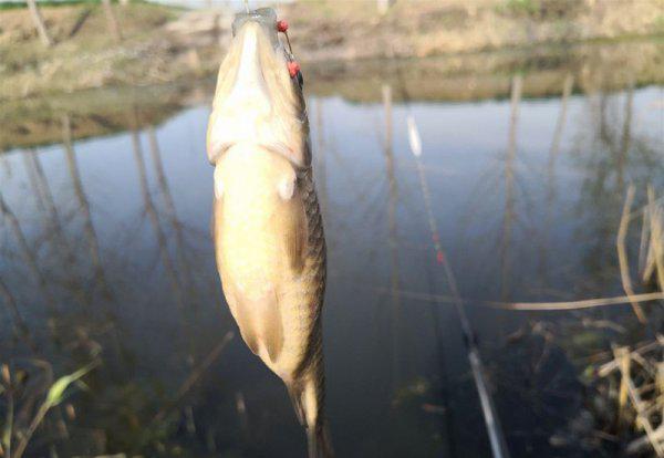 鱼不咬钩是什么原因导致的