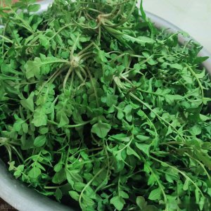 春天可以吃的十大野菜排名 营养美味的十种野菜盘点