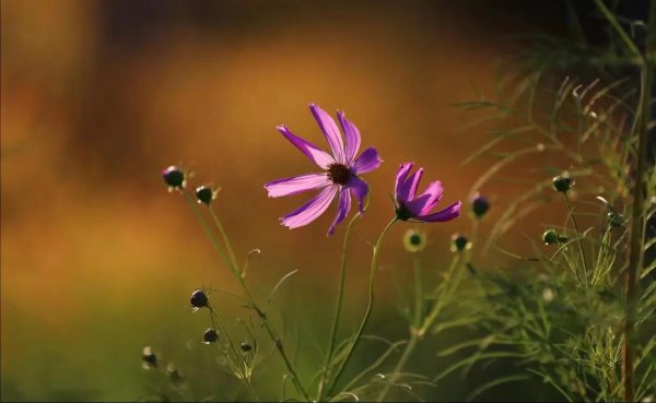 什么是表现手法和表达方式