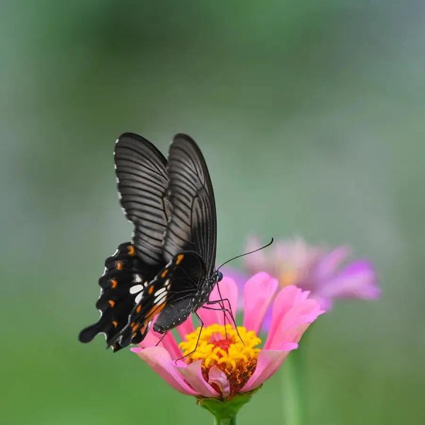 什么是表现手法和表达方式