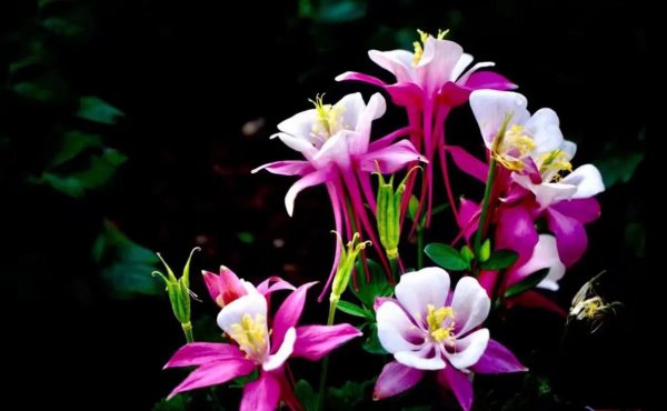 什么是表现手法和表达方式