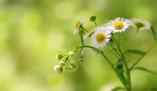 什么是表现手法和表达方式