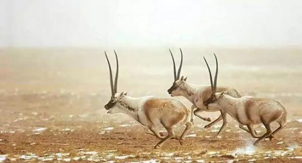 藏羚羊为什么那么珍贵