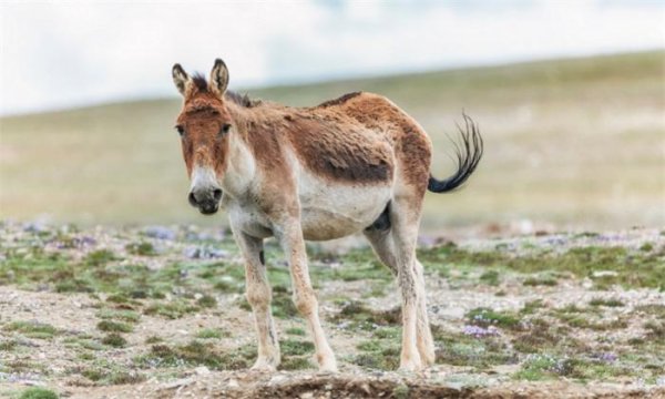 藏羚羊为什么那么珍贵
