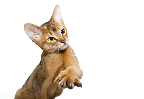 猫来自哪个国家