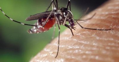 蚊子是靠什么找到人的 用什么方法驱蚊效果比较好