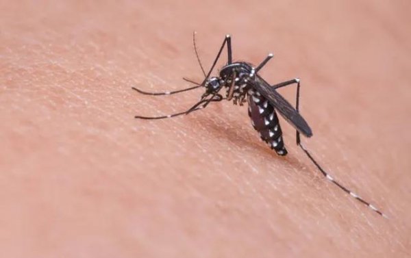 蚊子是靠什么找到人的