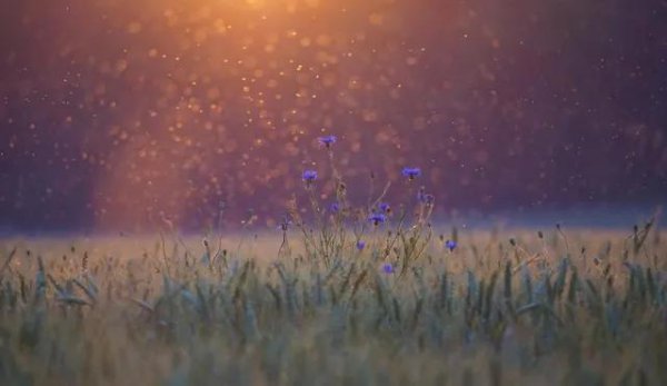 蚊子是靠什么找到人的