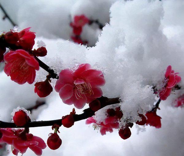 梅花的作者是谁