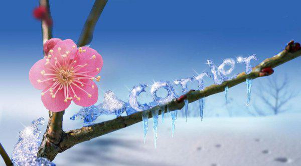 梅花的作者是谁