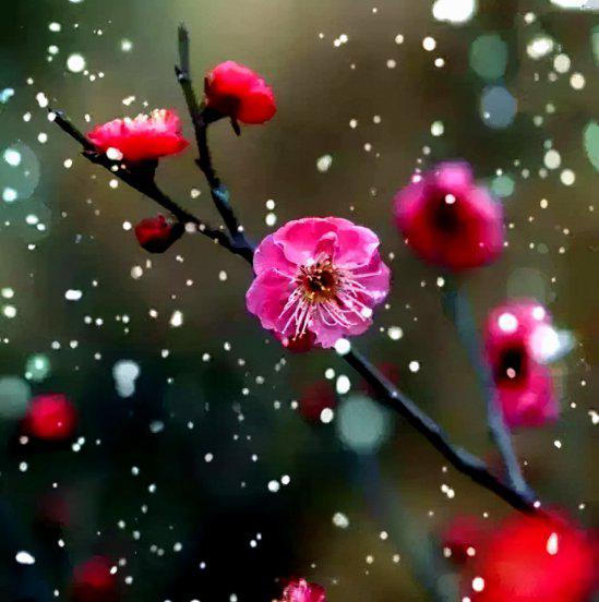 梅花的作者是谁