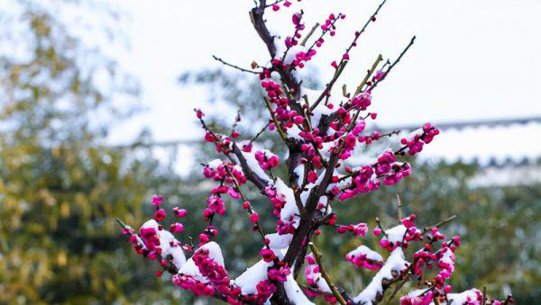 梅花的作者是谁