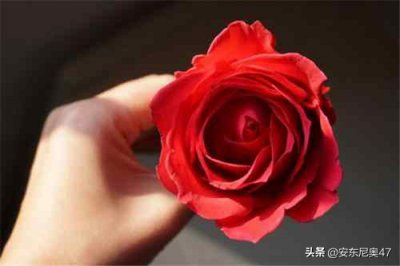 世界上最好看的花排名前十 最漂亮的花卉排行榜