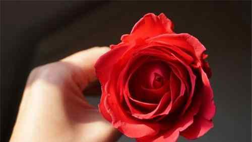 世界上最好看的花排名前十