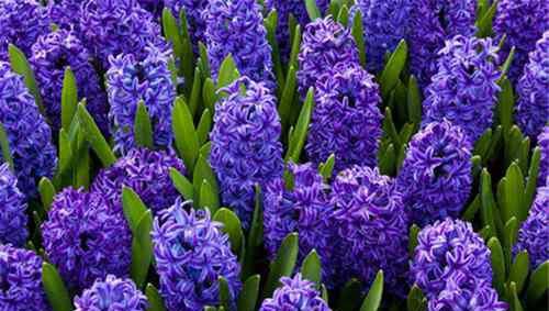 世界上最好看的花排名前十