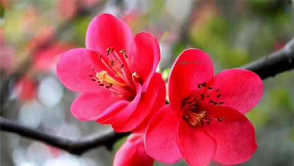 世界上最好看的花排名前十