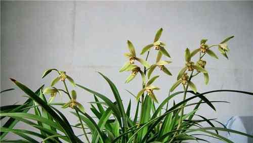 世界上最好看的花排名前十