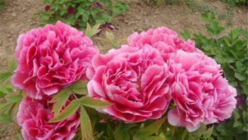 世界上最好看的花排名前十