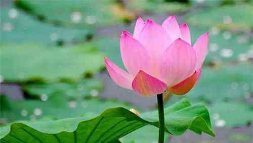 世界上最好看的花排名前十