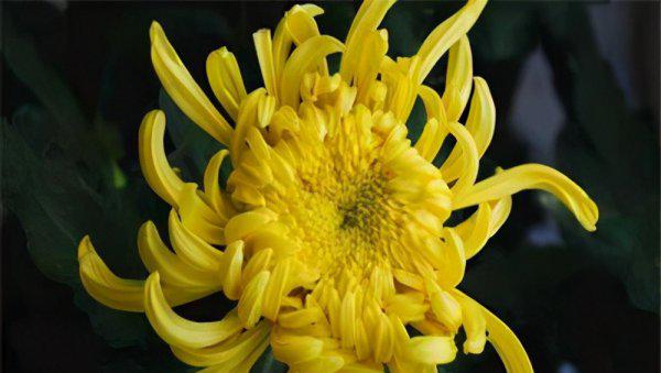 世界上最好看的花排名前十