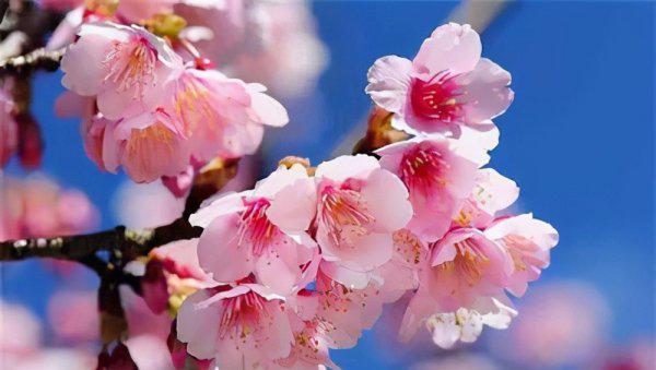 世界上最好看的花排名前十