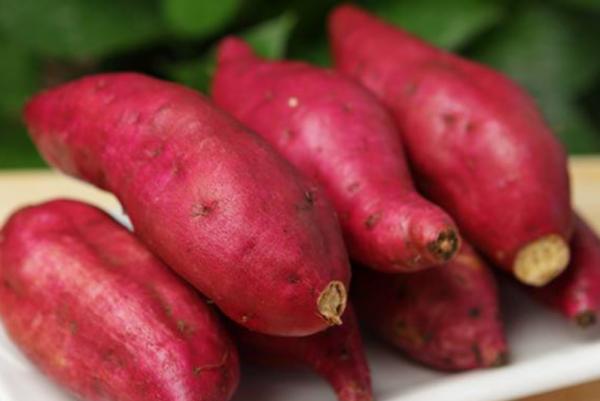 猫咪除了吃猫粮还能吃什么