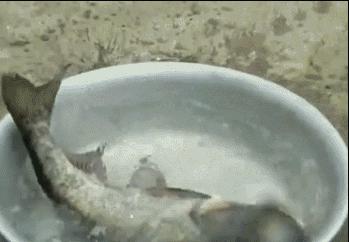 猫咪除了吃猫粮还能吃什么