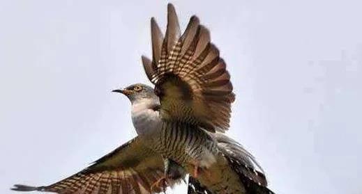 布谷鸟叫声代表什么意思