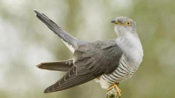 布谷鸟叫声代表什么意思