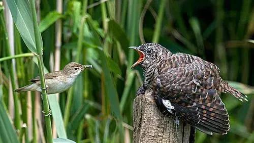 布谷鸟叫声代表什么意思